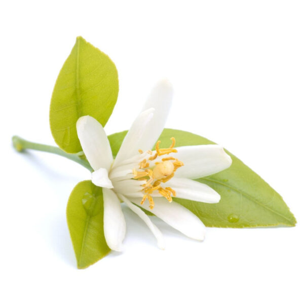 Neroli eeterlik õli 20 ml- 100 ml
