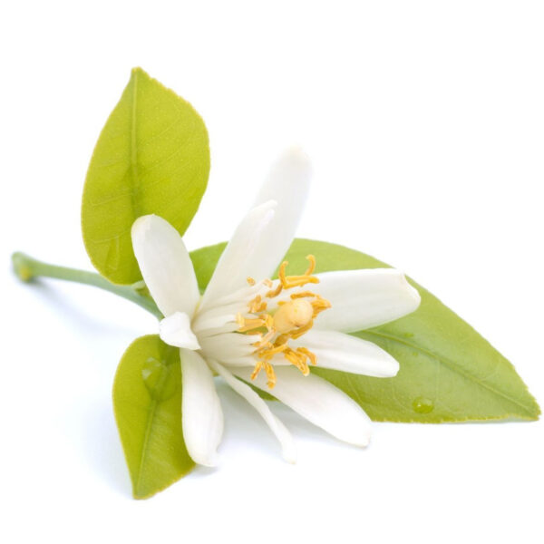 Neroli eeterlik õli 20 ml- 100 ml