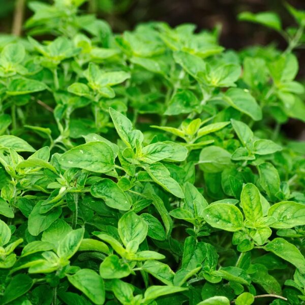 Oregano eeterlik õli 20 ml- 100 ml
