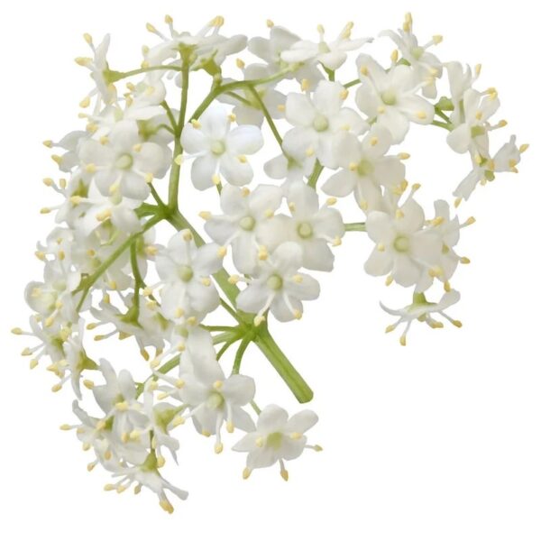 Aroomiõli Leedripuu & sammal 20 ml-1 L