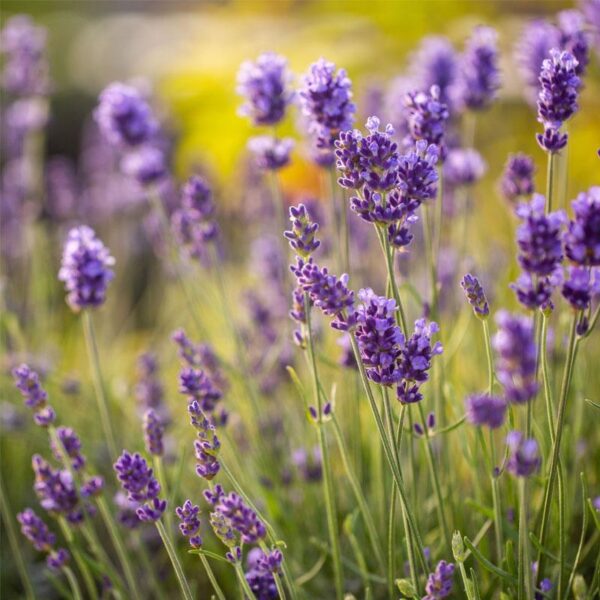 Imeline lavendel 20 ml- 1 L